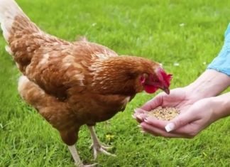 ROLE OF ZINC IN POULTRY NUTRITION AND FEEDING