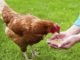 ROLE OF ZINC IN POULTRY NUTRITION AND FEEDING
