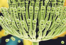 A comprehensive Survey of Mycotoxin Prevalence in India (2017-18)