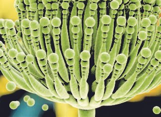 A comprehensive Survey of Mycotoxin Prevalence in India (2017-18)