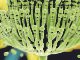 A comprehensive Survey of Mycotoxin Prevalence in India (2017-18)
