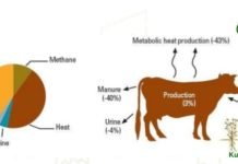 Oregano may reduce up to 25 percent methane emission in Ruminants