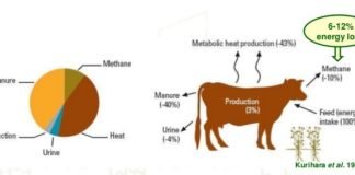 Oregano may reduce up to 25 percent methane emission in Ruminants