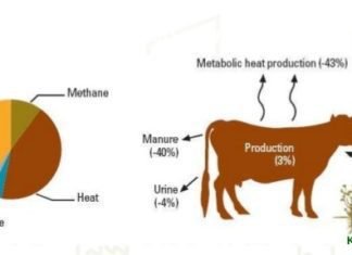 Oregano may reduce up to 25 percent methane emission in Ruminants