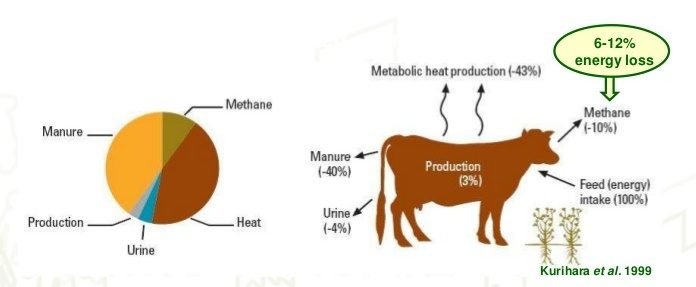 Oregano may reduce up to 25 percent methane emission in Ruminants