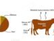 Oregano may reduce up to 25 percent methane emission in Ruminants