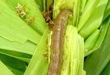 New American pest may impact Maize production in India
