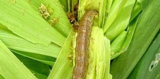 New American pest may impact Maize production in India