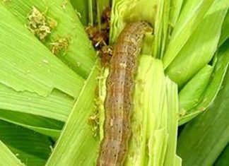 New American pest may impact Maize production in India