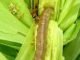 New American pest may impact Maize production in India