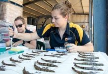 INvertebrateIT connects aquaculture stakeholders for sustainable feed