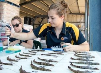 INvertebrateIT connects aquaculture stakeholders for sustainable feed