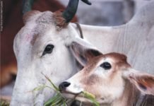 Changing Feed Regimen to Increase Production and Development of SARA