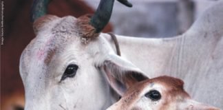 Changing Feed Regimen to Increase Production and Development of SARA