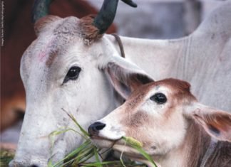 Changing Feed Regimen to Increase Production and Development of SARA