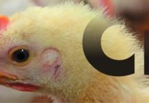 Solving the Chromium Mystery in Poultry