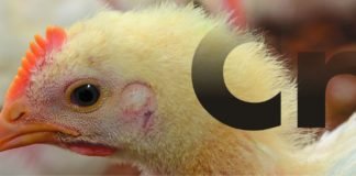 Solving the Chromium Mystery in Poultry