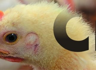 Solving the Chromium Mystery in Poultry