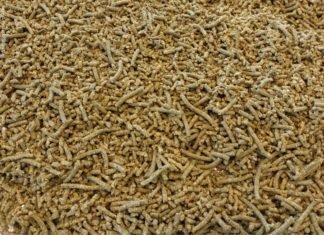 More Sustainable aquafeed with marine microalga co-product
