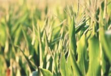 Increasing maize productivity – the only solution to address limited supply problems