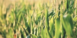 Increasing maize productivity – the only solution to address limited supply problems