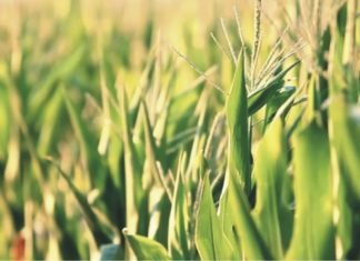 Increasing maize productivity – the only solution to address limited supply problems