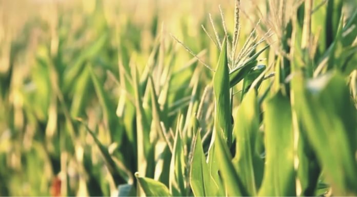 Increasing maize productivity – the only solution to address limited supply problems