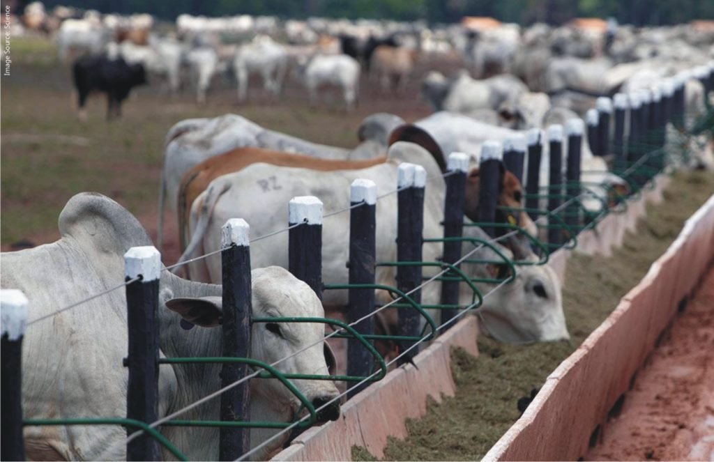 Trends & Developments in Livestock Sector in India Benison Media
