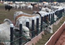 Trends & Developments in Livestock Sector in India