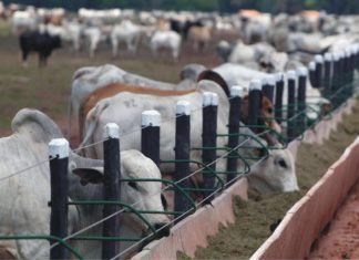 Trends & Developments in Livestock Sector in India