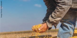 The Domestic Dearth of Maize: Will it be tariff rate quota imports or pressure on poultry industry shall continue?