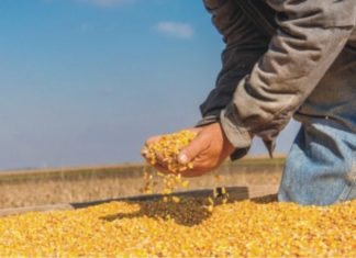 The Domestic Dearth of Maize: Will it be tariff rate quota imports or pressure on poultry industry shall continue?