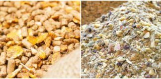 Conventional or Novel Chicken Feed Ingredients-Fermentation just might cater to all your problems
