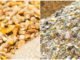 Conventional or Novel Chicken Feed Ingredients-Fermentation just might cater to all your problems