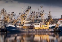 Stakeholders and Innovation key to survival of Marine Ingredients industry