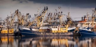 Stakeholders and Innovation key to survival of Marine Ingredients industry