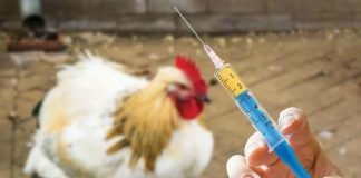 India soon to ban colistin in Livestock