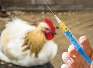 India soon to ban colistin in Livestock