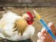 India soon to ban colistin in Livestock