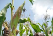 Kenya’s support for GMO crops likely to influence East Africa