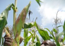 Kenya’s support for GMO crops likely to influence East Africa