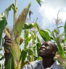 Kenya’s support for GMO crops likely to influence East Africa