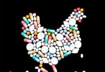 Restriction on Antibiotic usage can create unprecedented opportunities for Animal Feed Probiotics Industry