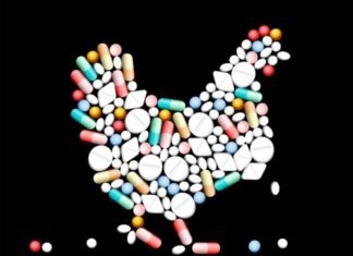 Restriction on Antibiotic usage can create unprecedented opportunities for Animal Feed Probiotics Industry