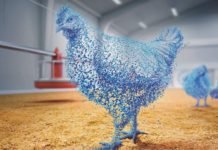 Superdosing Phytase can Support Improved Performance in Broilers