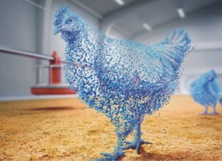 Superdosing Phytase can Support Improved Performance in Broilers