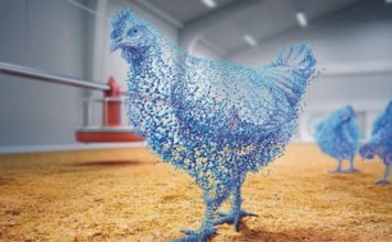 Superdosing Phytase can Support Improved Performance in Broilers
