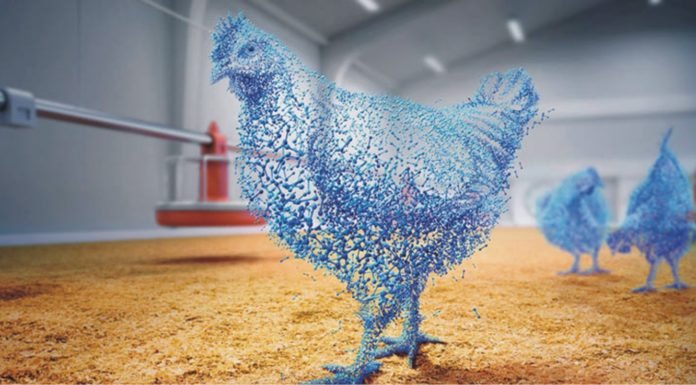 Superdosing Phytase can Support Improved Performance in Broilers