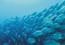 Effect of probiotic in aquaculture