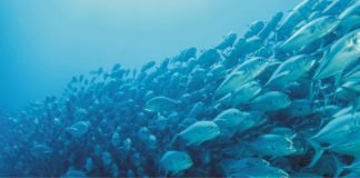 Effect of probiotic in aquaculture